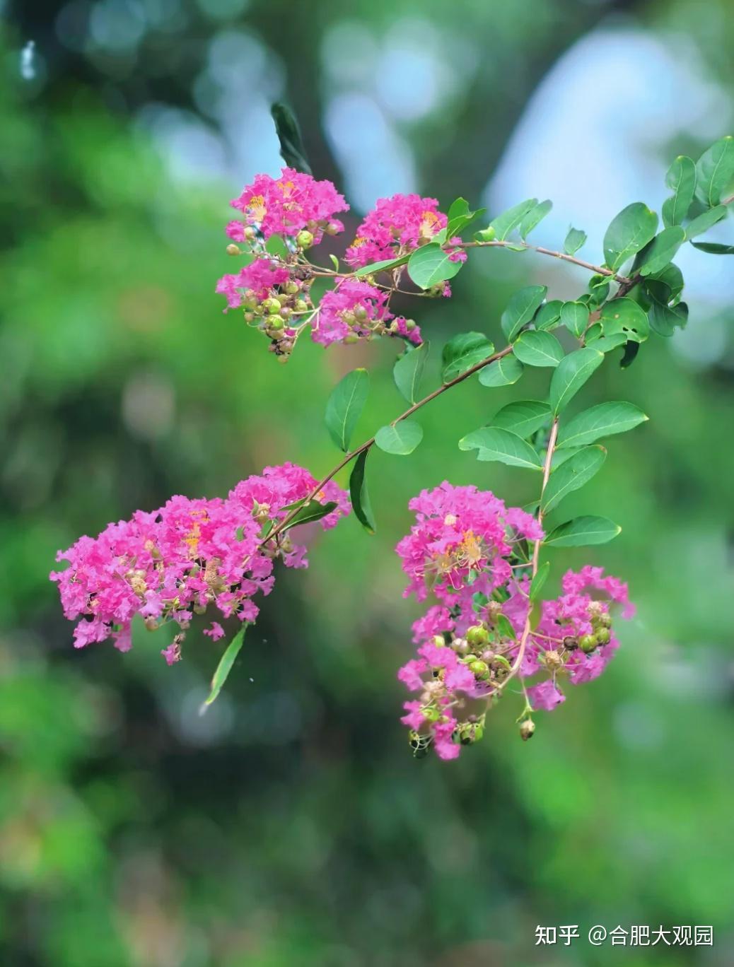 花园设计丨花园选树不踩雷！这几种“神仙树”闭眼种~ - 知乎
