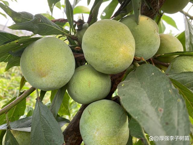 「厚强李子苗基地」李子苗适宜修剪的季节与修剪技术 - 知乎