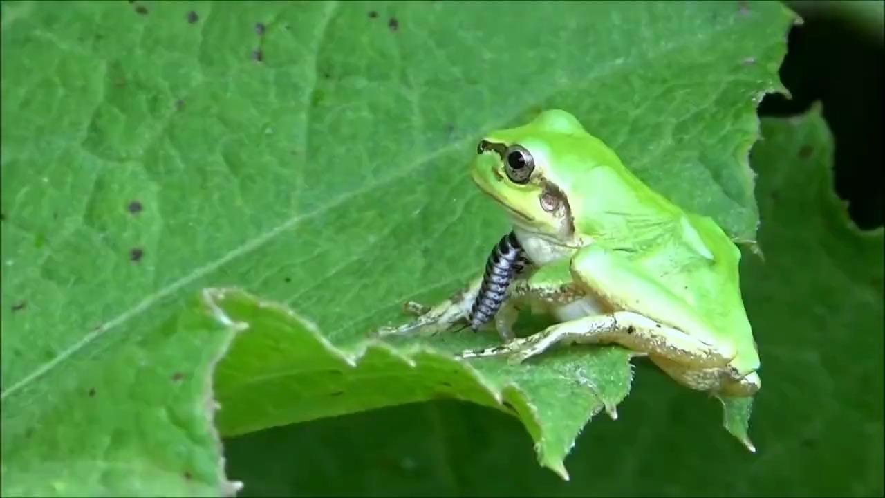 埃波米斯甲虫的天敌图片