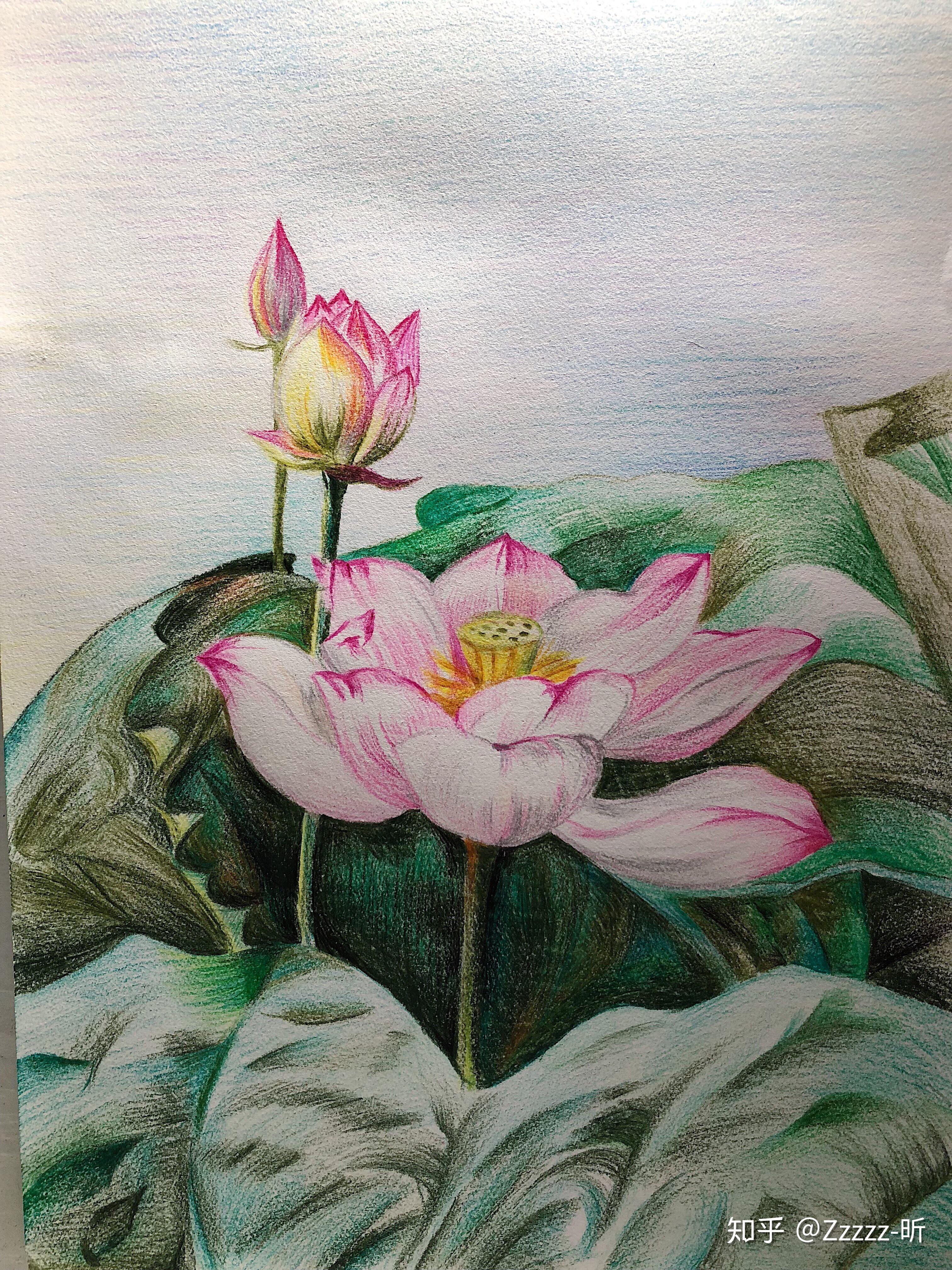 哪位朋友能提供用彩铅画的莲花或荷花的作品膜拜下