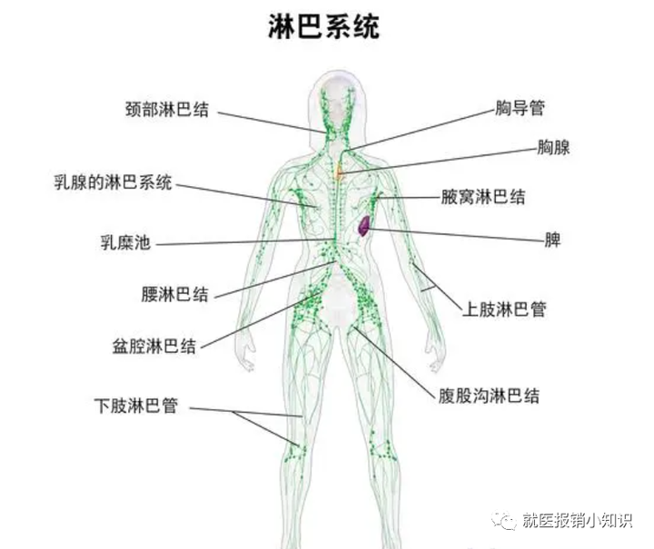 淋巴系统的作用与疾病 - 知乎
