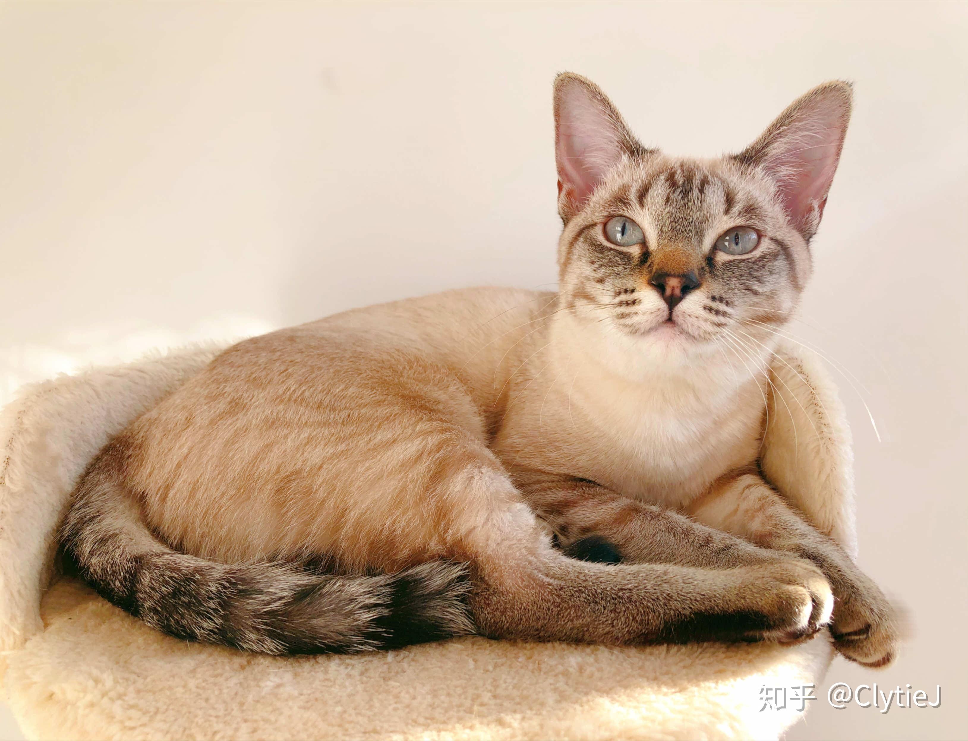 暹罗猫要怎样养肥