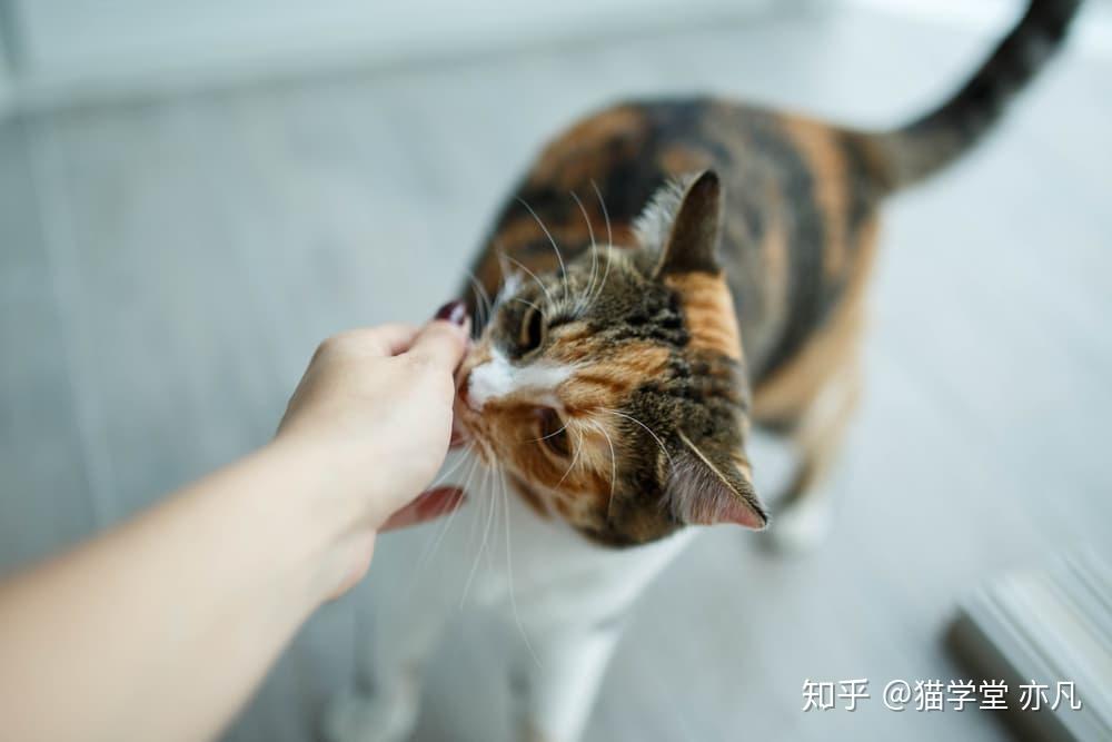 如何正确地抱起一只猫(含训练指南) - 知乎