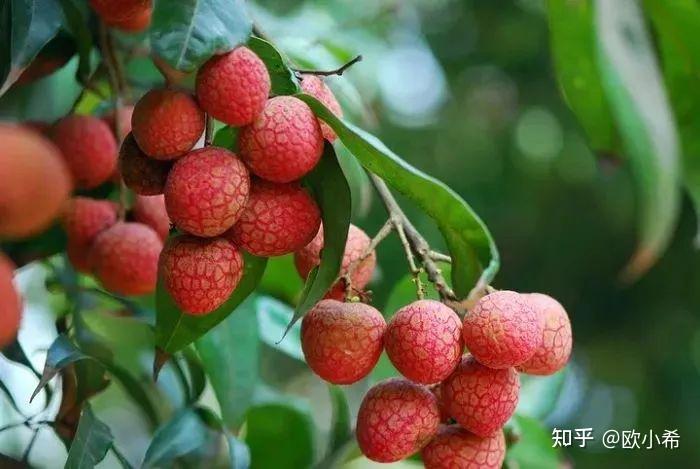 2023年吃荔枝文案：吃荔枝，立长志；荔枝甜，志向远！ - 知乎