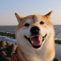Zhihu profile picture for @quote