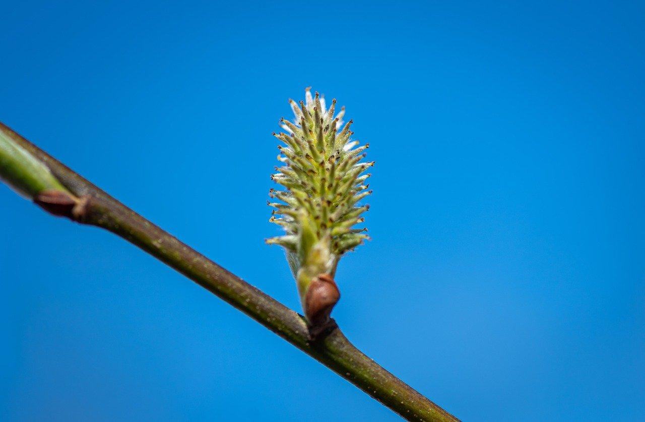 3. 桃树营养补充