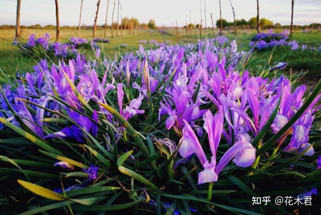 “马兰花马兰花,风吹雨打都不怕”,童谣马兰花究竟是什么花? - 知乎