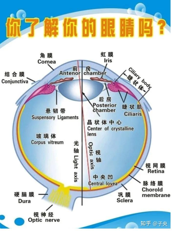 视力下降的原因之 · 眼睛的构造 - 知乎