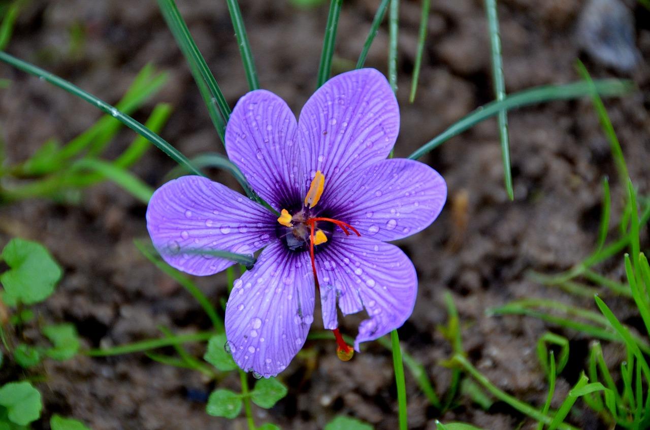 藏红花该怎么喝