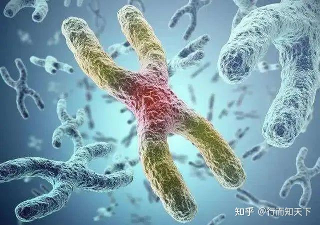 端粒的长度决定了寿命的长短，这样做可以延长端粒？ - 知乎