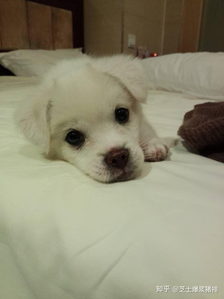 中华田园犬的颜值可以多高