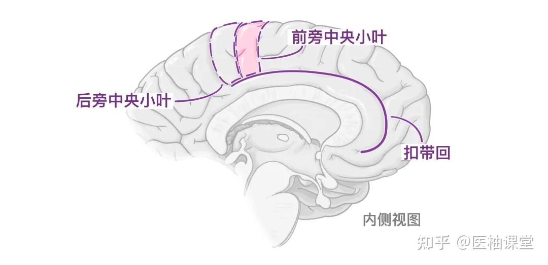 人体解剖学基础:大脑皮层 - 知乎