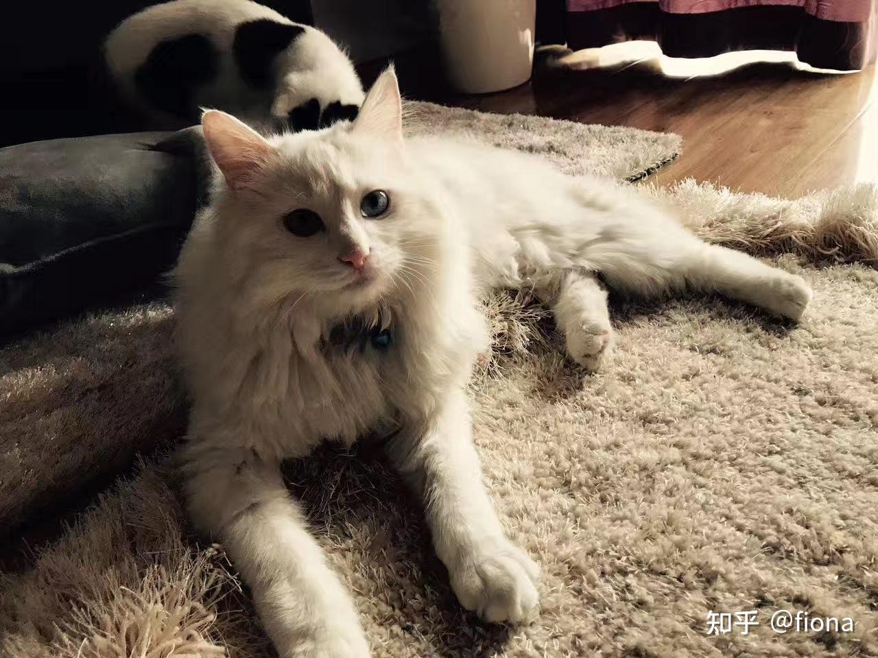 临清鸳鸯眼狮子猫还有吗