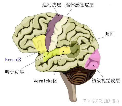 瞌睡、走神……该如何拯救孩子学习状态?遵循大脑“工作战斗力”指数+大脑运行机制,让孩子学习轻松又高效 - 知乎