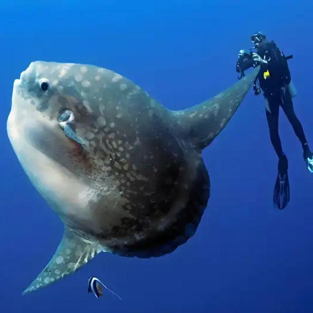 为什么有些鱼类可以既有鳃又有肺，而海洋中的哺乳动物却进化不出来呢?