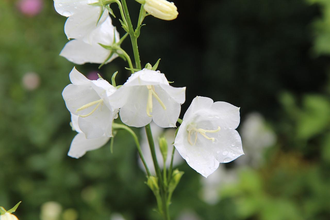 4. 桔梗搭配翠竹