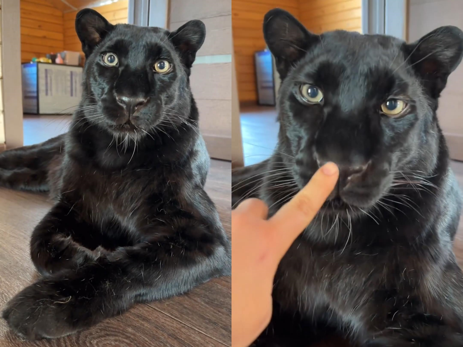 小黑豹软软的大鼻子不戳一下吗