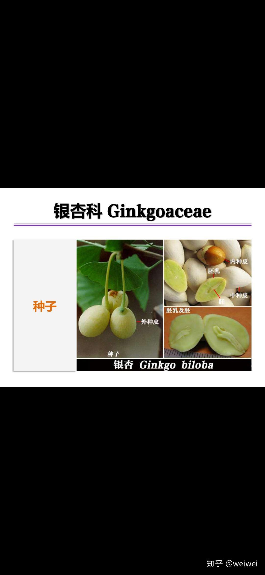 银杏是裸子植物,但为何银杏的果实白果是被果肉包被的,而不是裸露的?