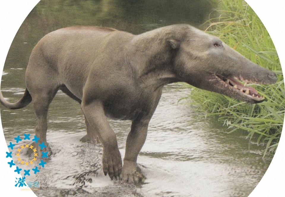 海豚的陆上祖先大概长什么样子? - 知乎