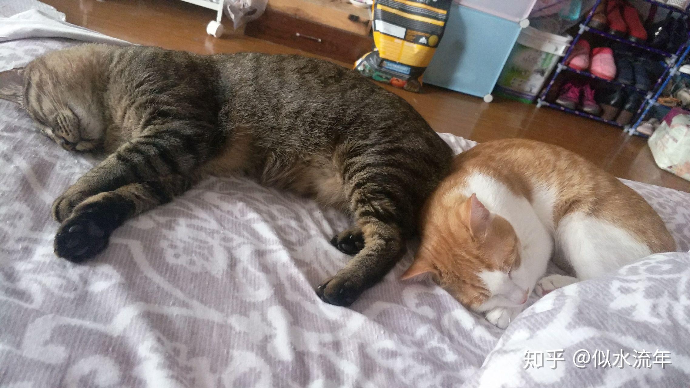怎么给家里两只猫中的一只减肥