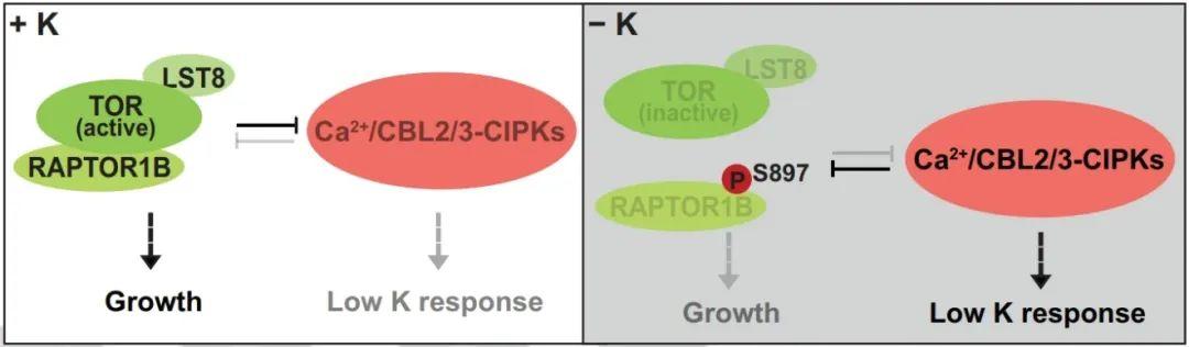 PNAS | 栾升教授团队发现TOR复合体和CBL-CIPK钙信号通路平衡植物生长与低钾胁迫响应的分子机制 - 知乎
