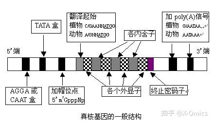全外显子检测和全基因组检测有什么区别吗? - 知乎