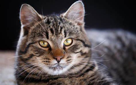 中华田园猫5大猫:狸花猫、奶牛猫、橘猫、黑猫、三花猫 - 知乎
