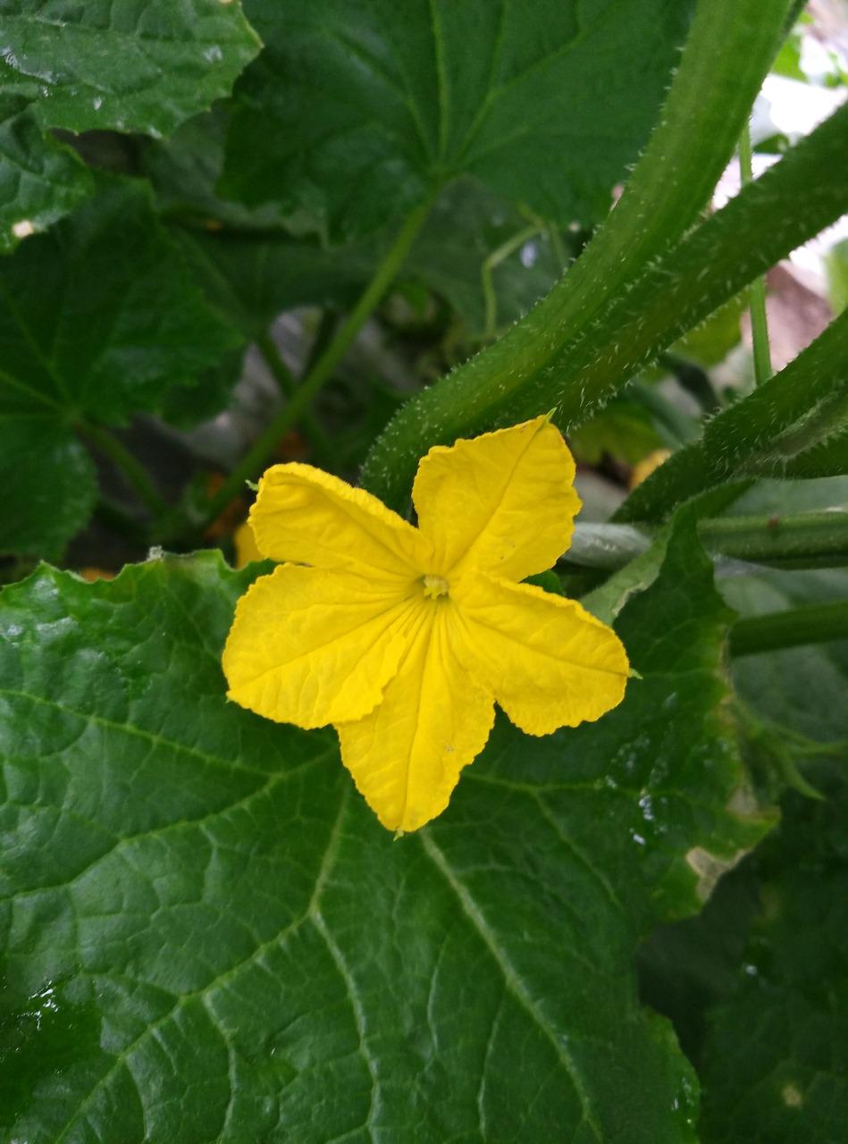 丝瓜是什么季节开花