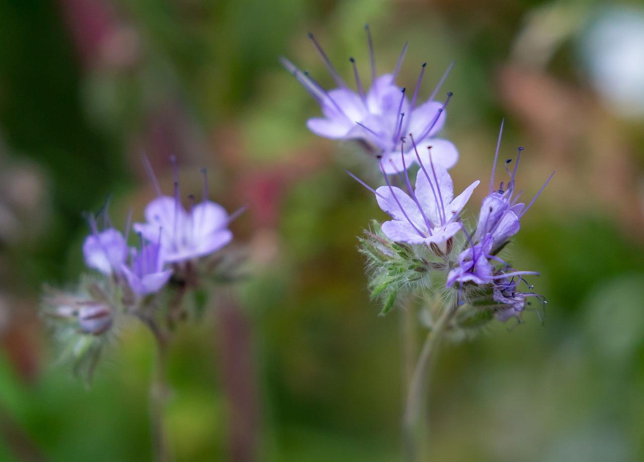 3. 微量元素补充