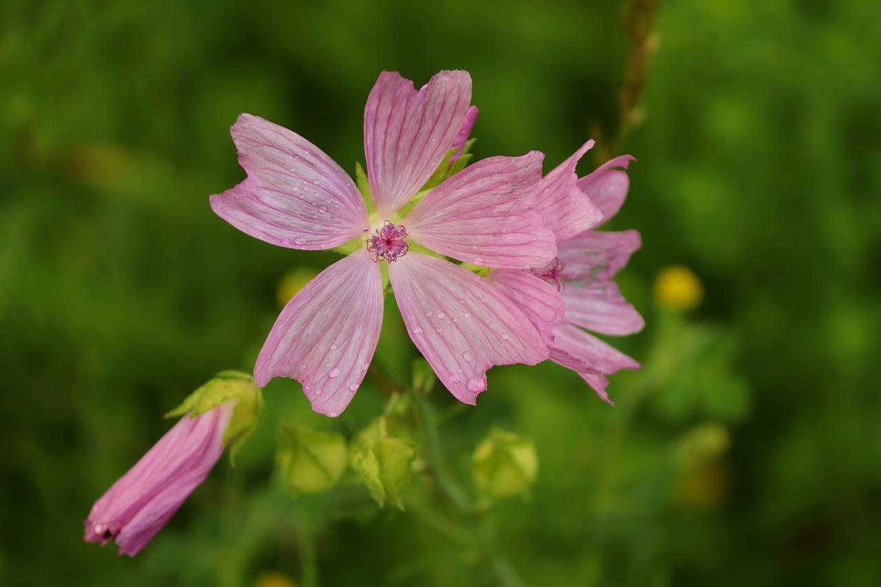 月桂如何养月月开花