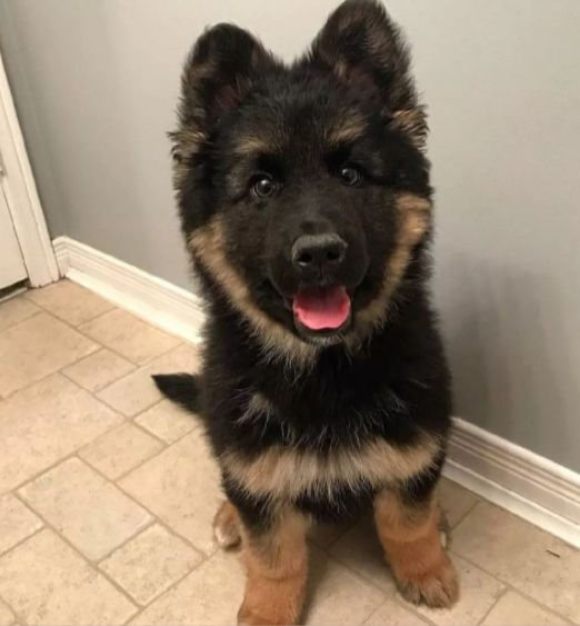 如何看待中国刑警学院出售淘汰犬最高拍卖价33万现主人超预算也值