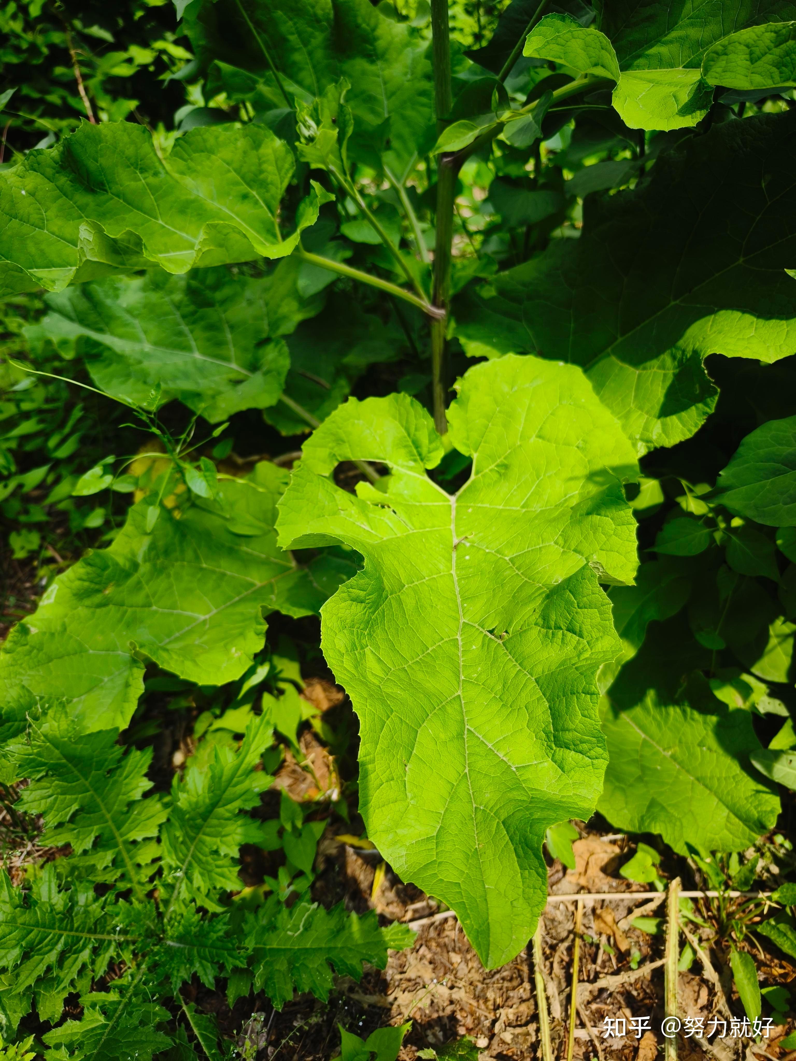 这个大叶子是什么植物呀