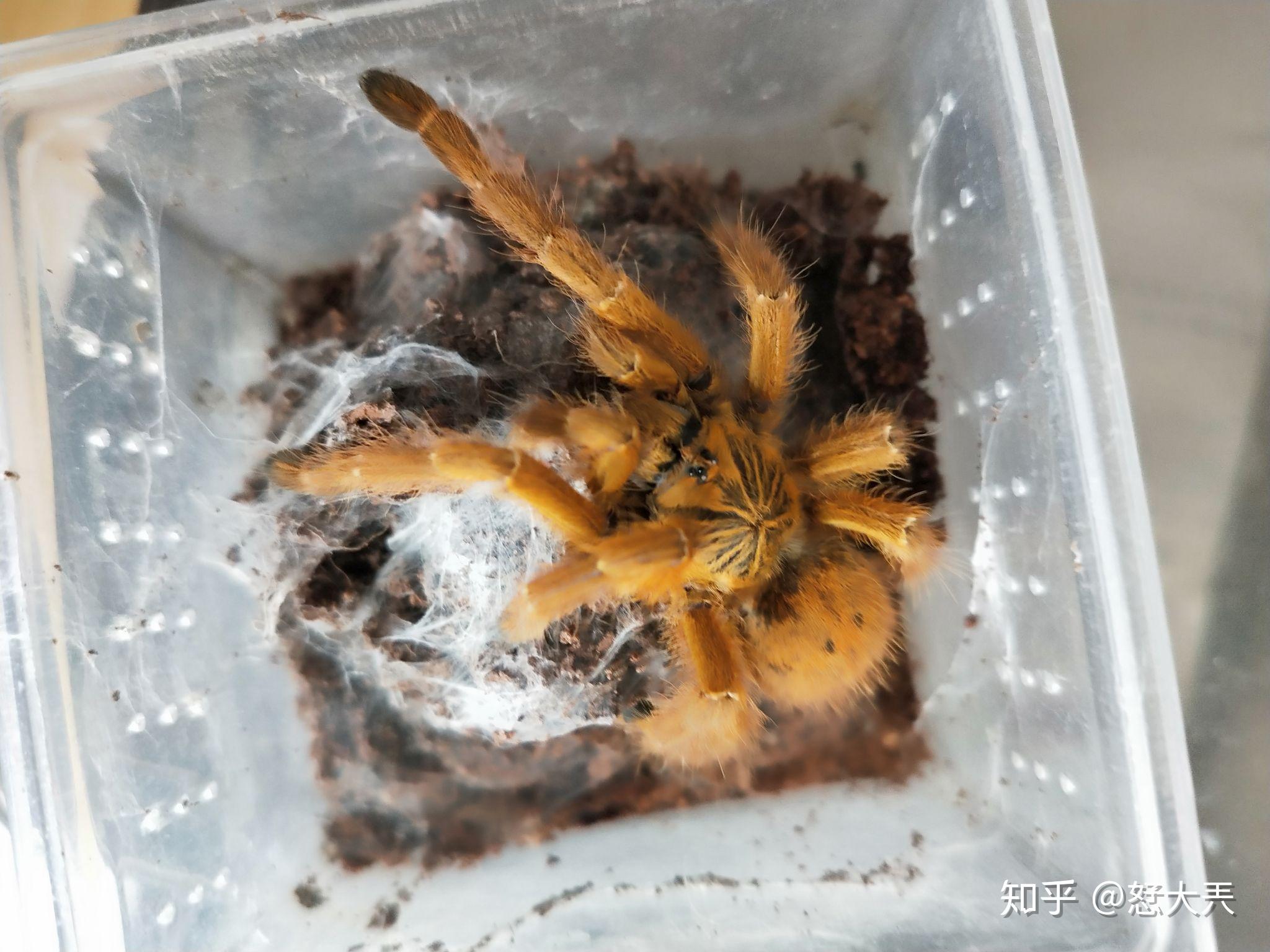 养狼蛛是什么体验? - 知乎