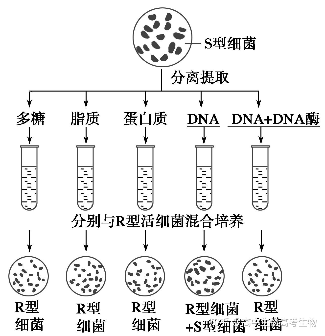 高中生物·DNA是主要的遗传物质 发现过程 - 知乎