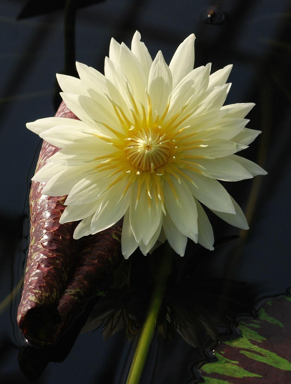 百合花开完后怎么办