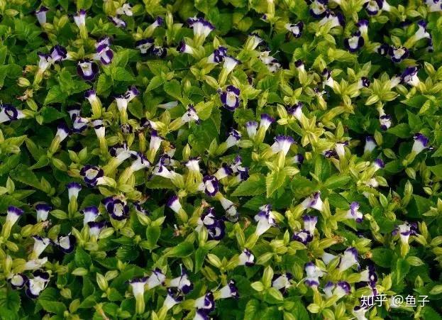 夏日花卉推荐:夏堇的鉴赏与栽培养护 - 知乎