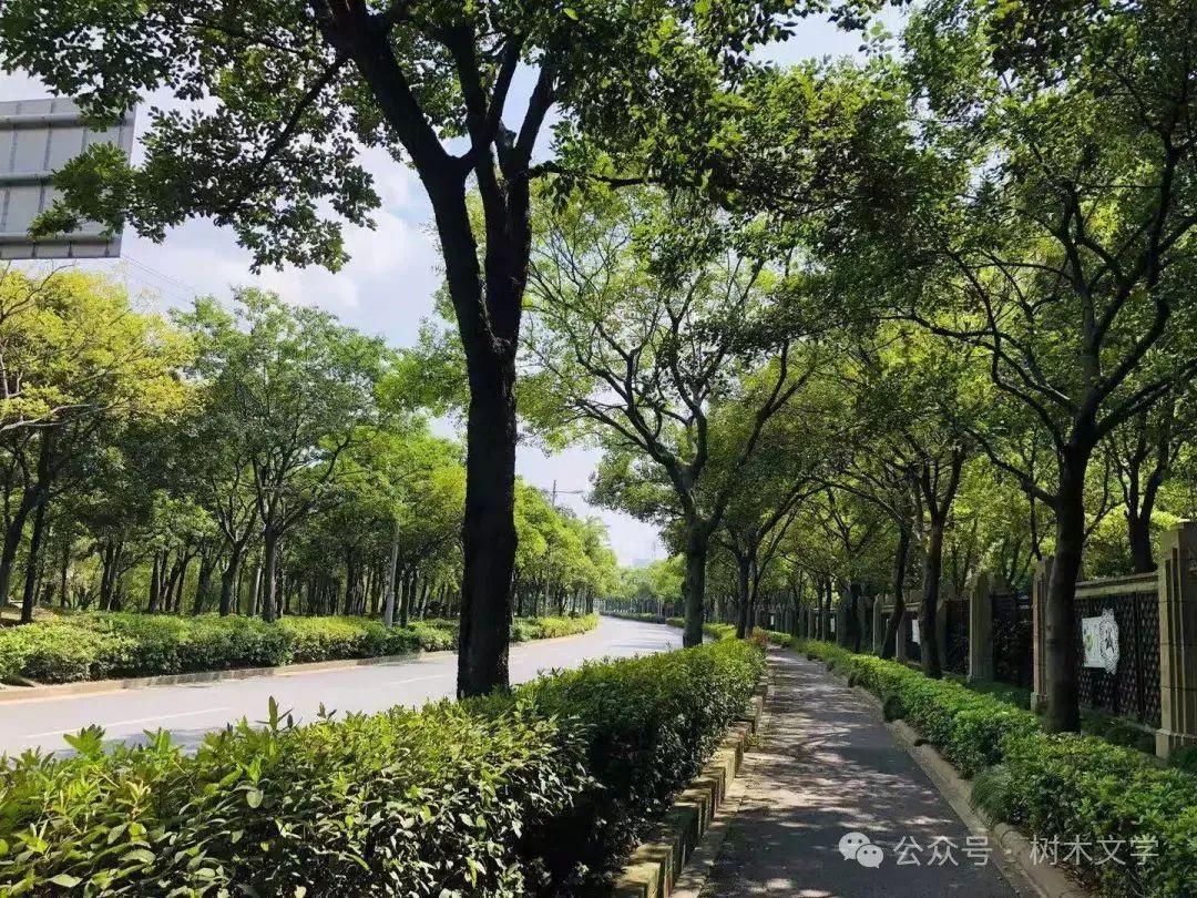 十种口碑还算不错的行道树 - 知乎