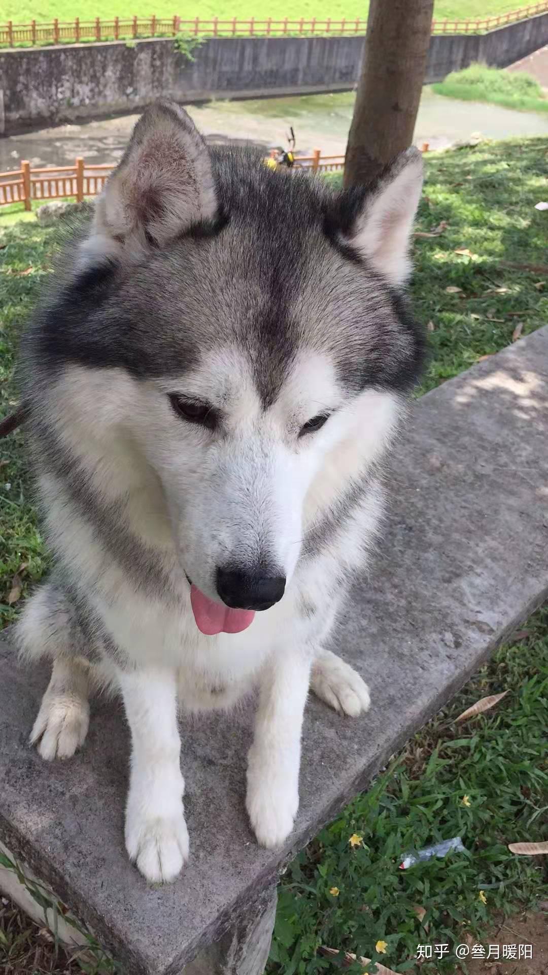 想知道我这只哈士奇长大会是净脸或者桃脸吗