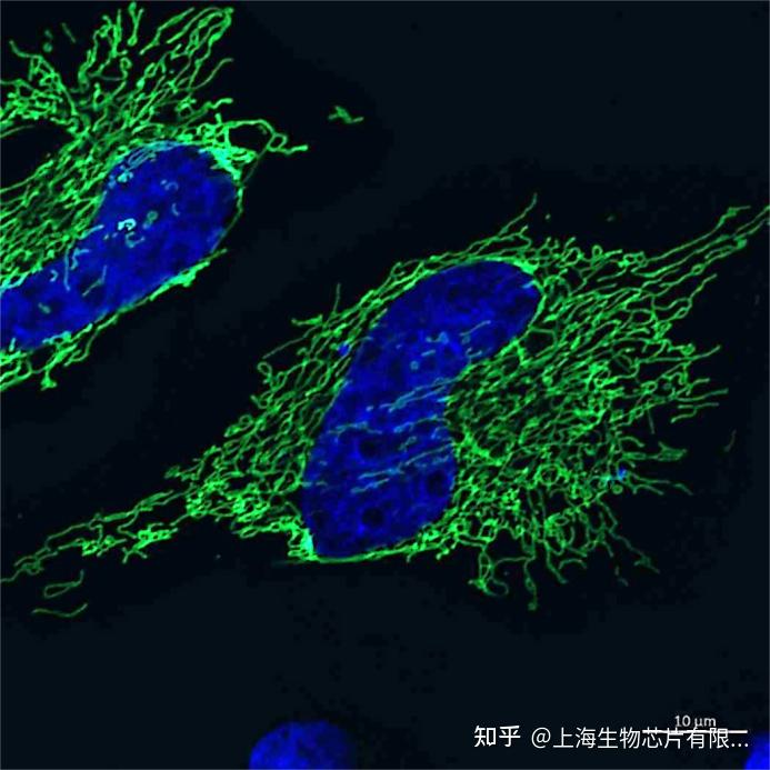 激光共聚焦显微镜之常用荧光标记--DNA染料 - 知乎
