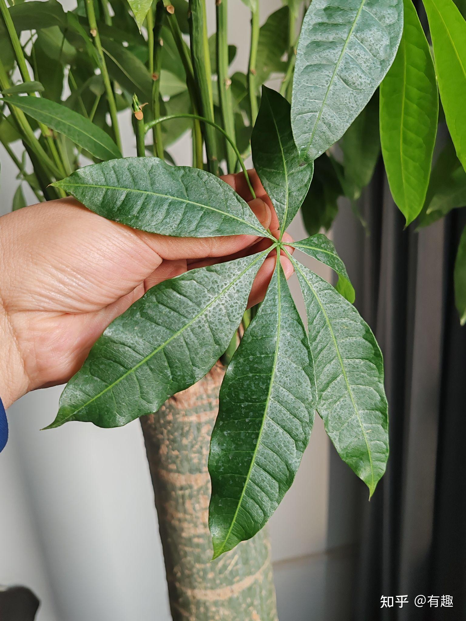 发财树叶子卷曲怎么办?