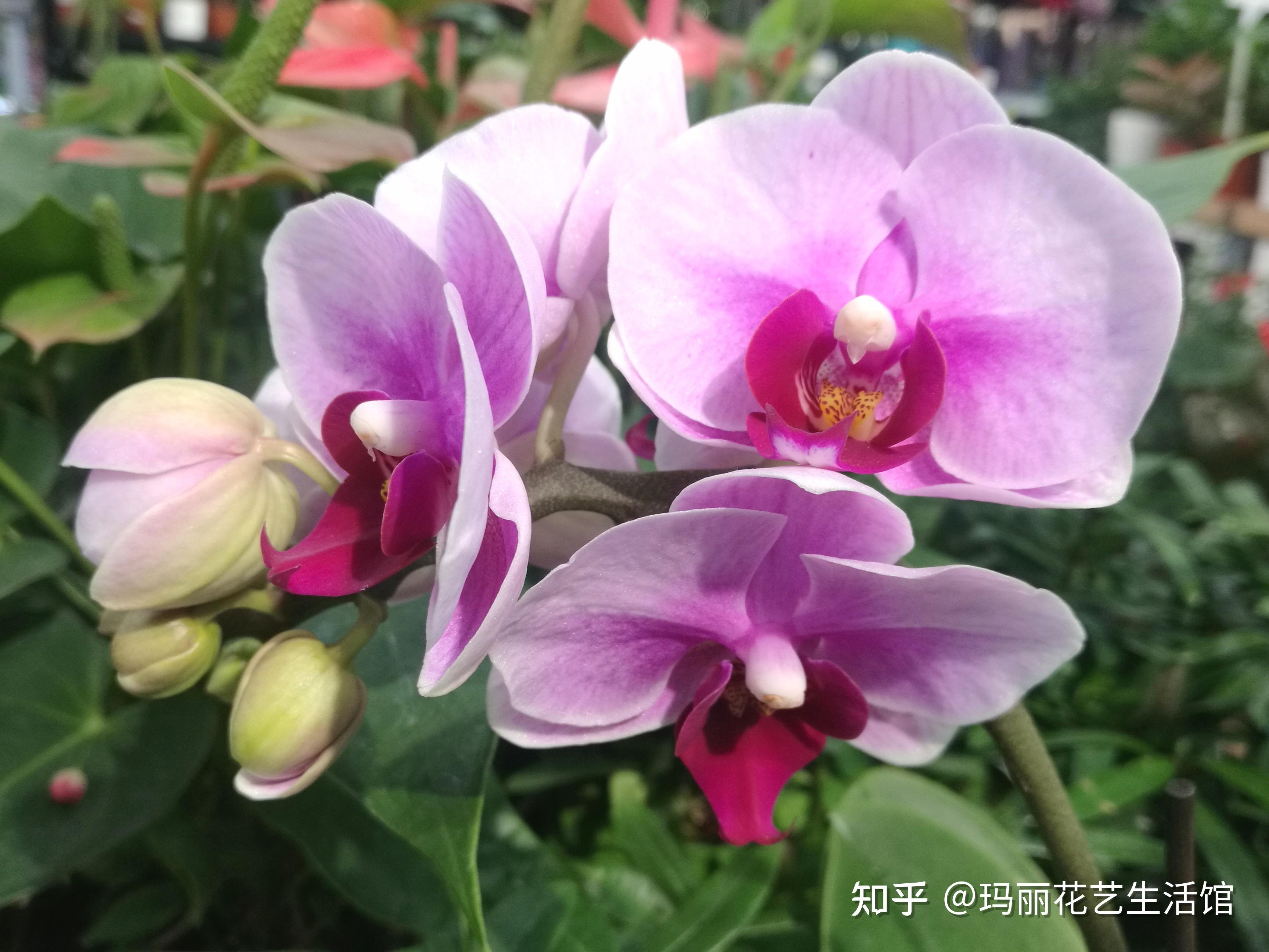 16种蝴蝶兰中花型品种,高雅又治愈,分枝性好,丰花勤花 - 知乎