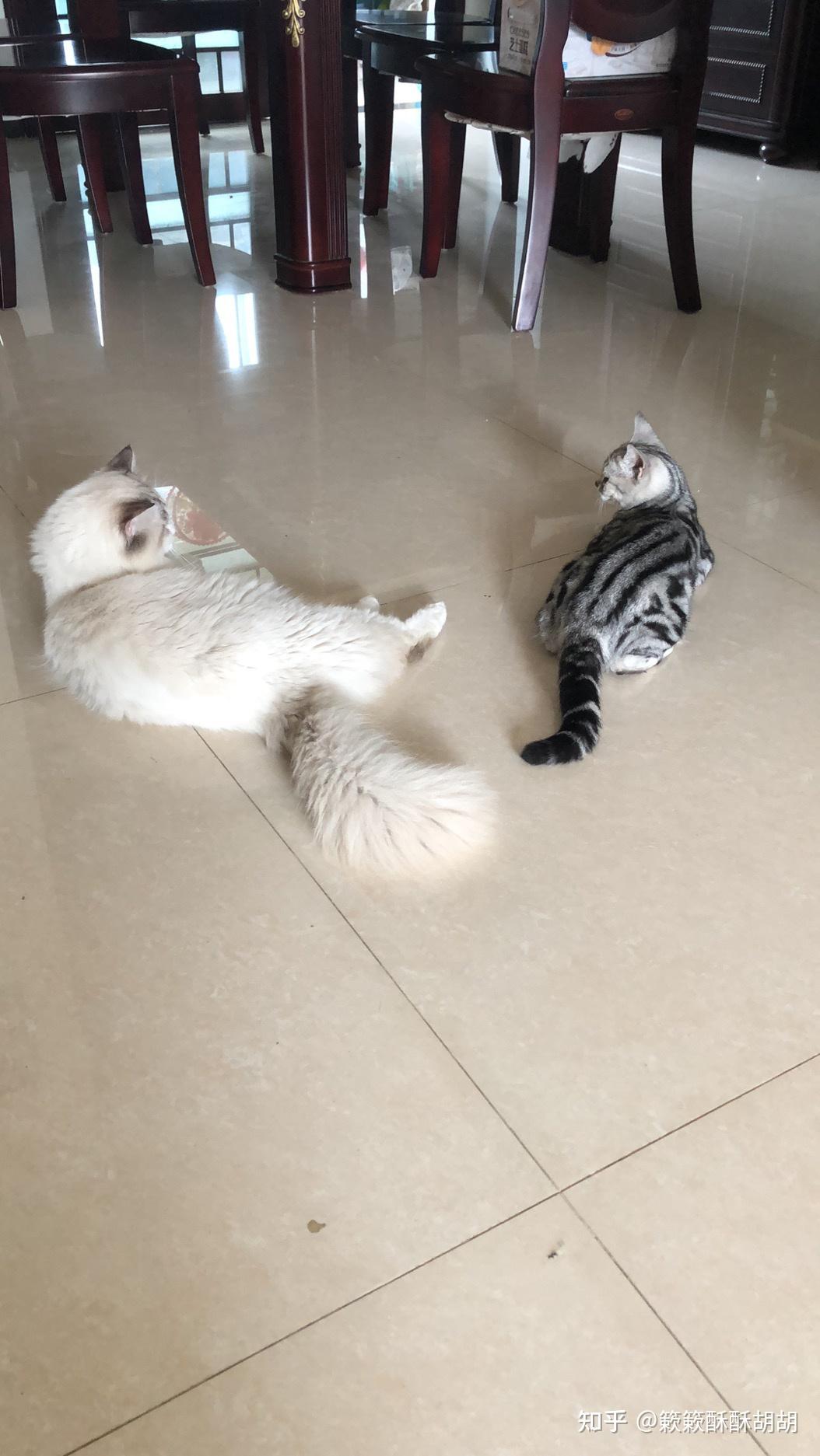 布偶串美短孩子长大啥样呢? - 知乎