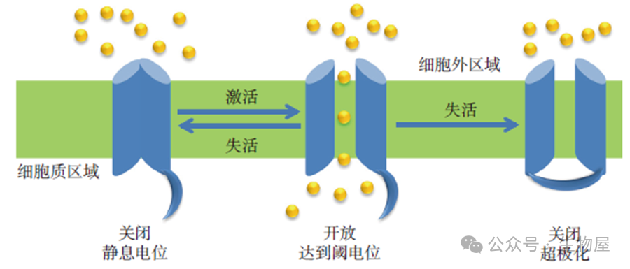 新药研发(06):经典靶点——离子通道 - 知乎