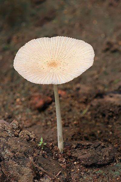 【地球生物全系列——从单细胞到人类】伞菌目—鬼伞科 - 知乎