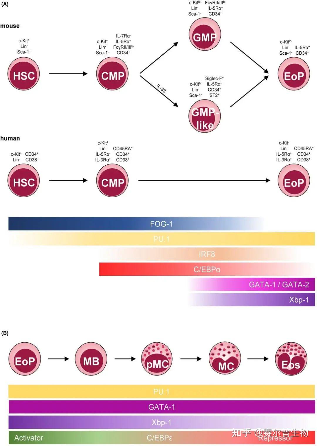 嗜酸性粒细胞概述及研究思路- 知乎