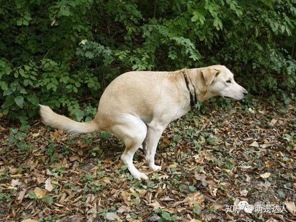 宠物狗尿气味特别重怎么解决