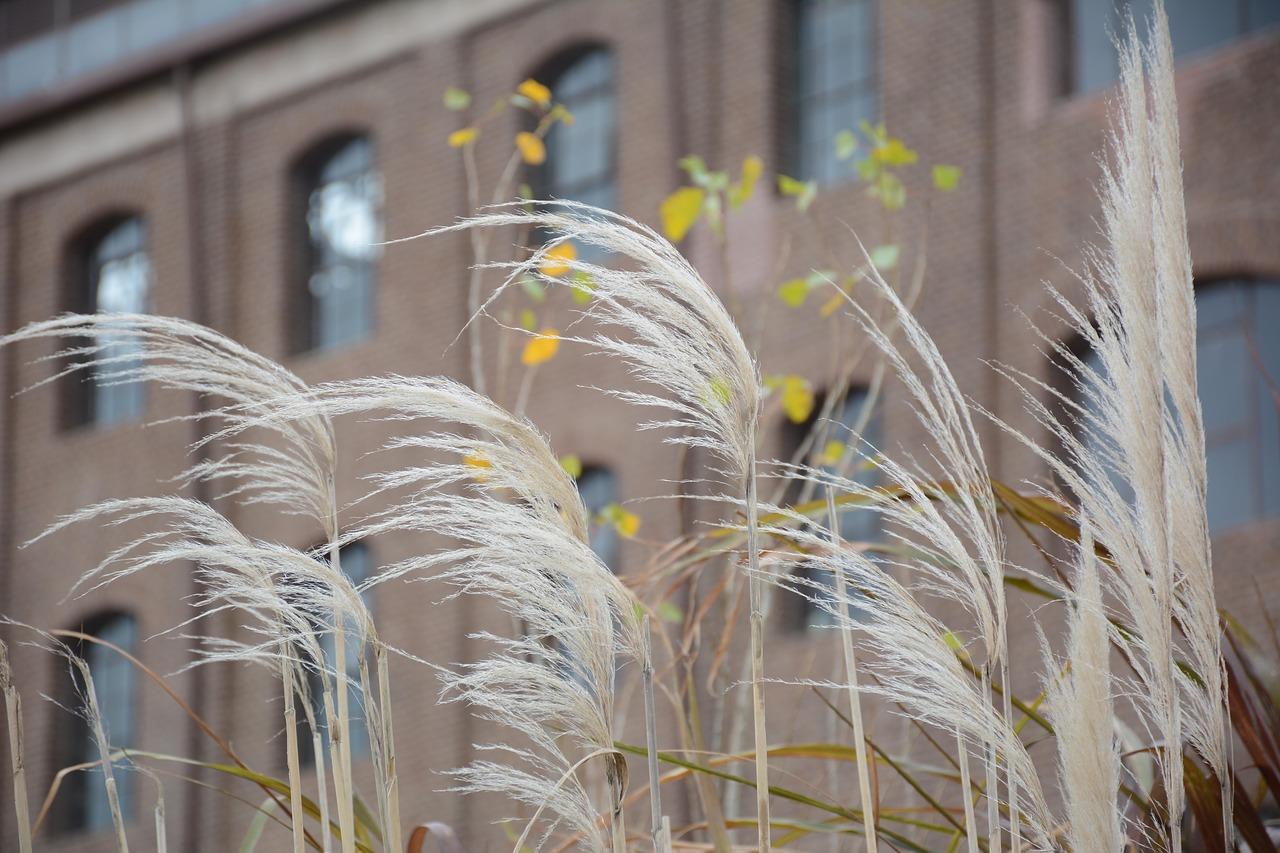 2. 适生性强的灌木