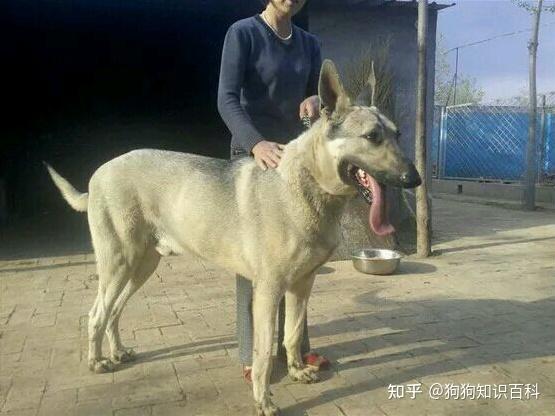 自从养了狼青犬,就不想养其它狗狗了! - 知乎