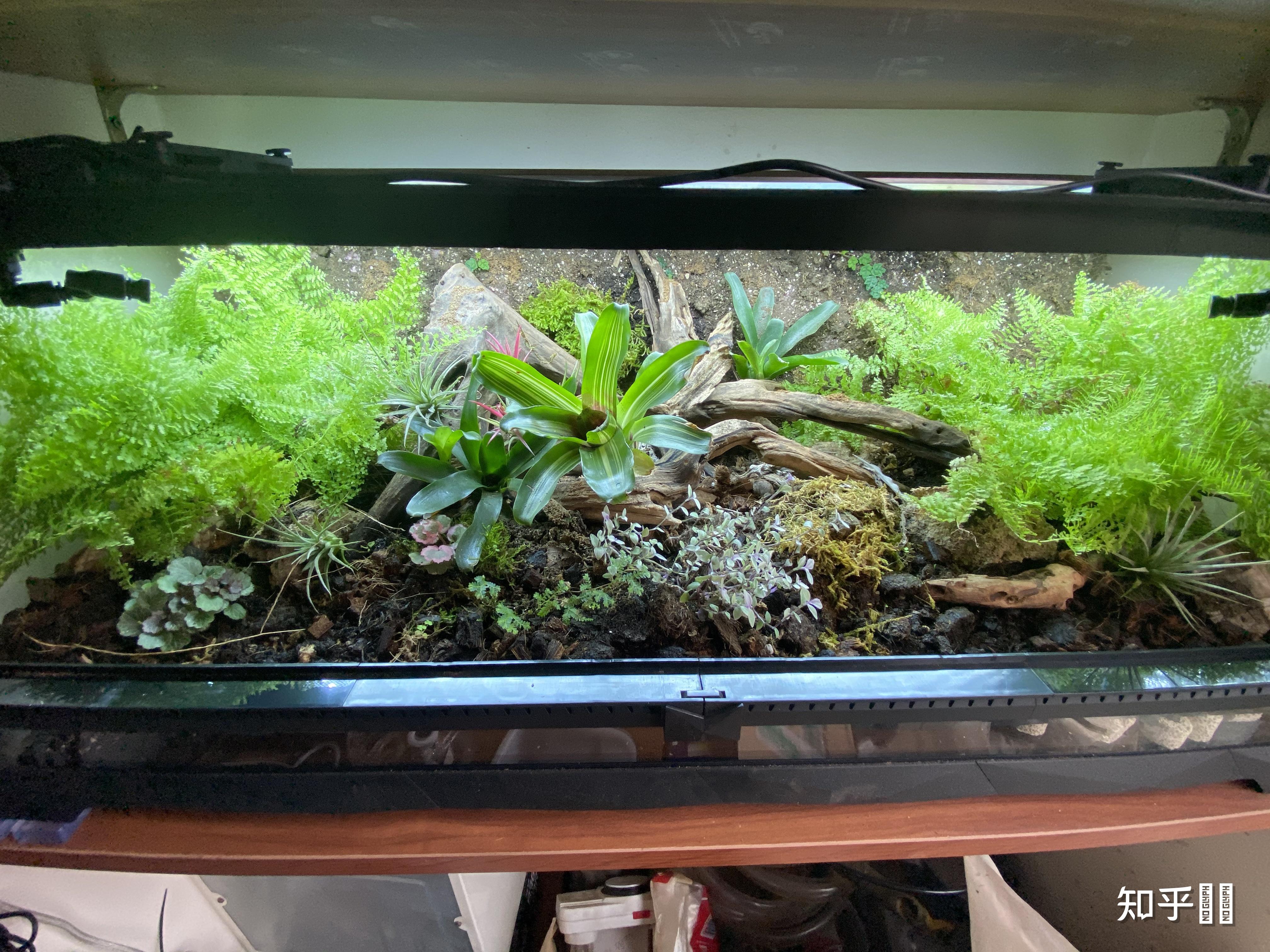 来来来秀出你们的鱼缸草缸南美雨林原生缸造景好吗