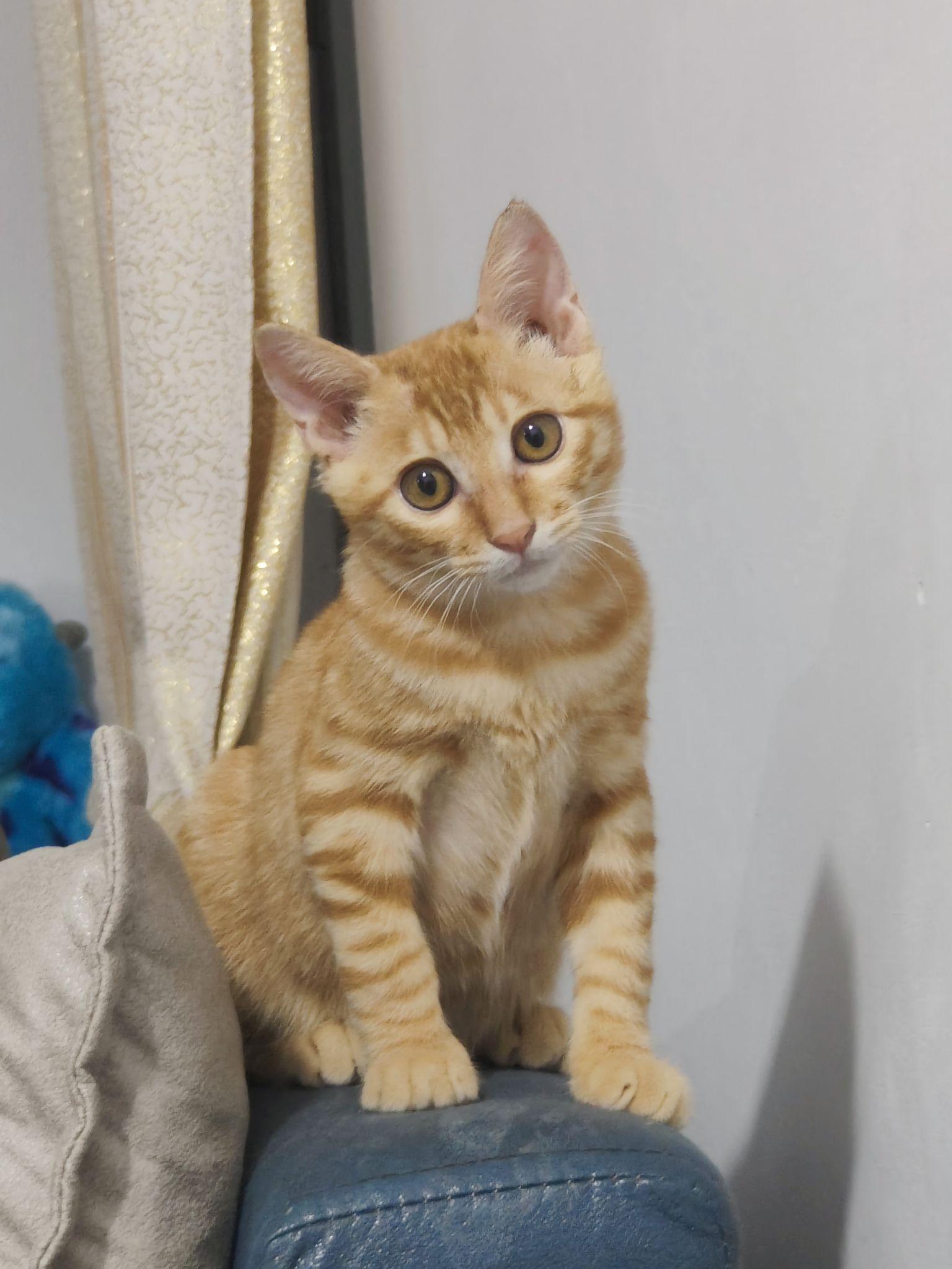 为什么狸花猫长得那么好看